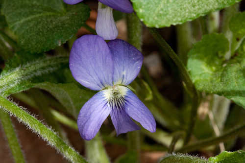Viola septentrionalis #6